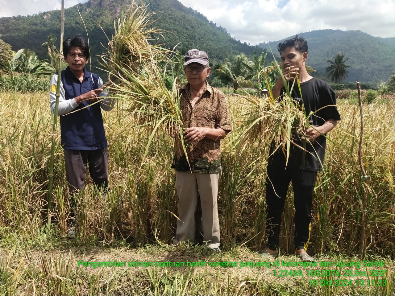PENGAMBILAN UBINAN TANAMAN PADI DI LAHAN POKTAN UJUANG SALIRIK NAGARI KAPUJAN KEC. BAYANG