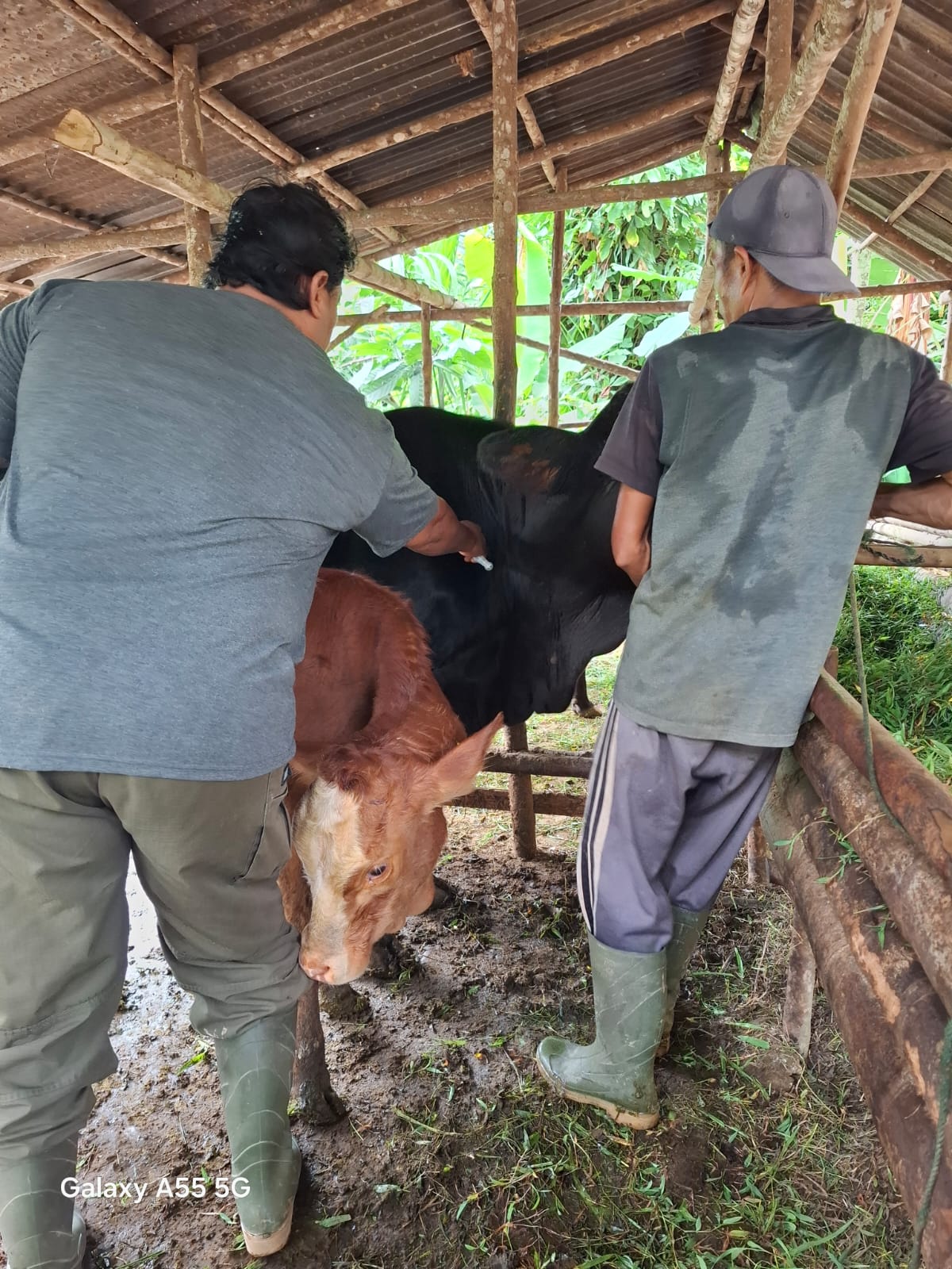 Pelayanan Pengobatan Penyakit Miasis Pada Sap di Nagari Tambang