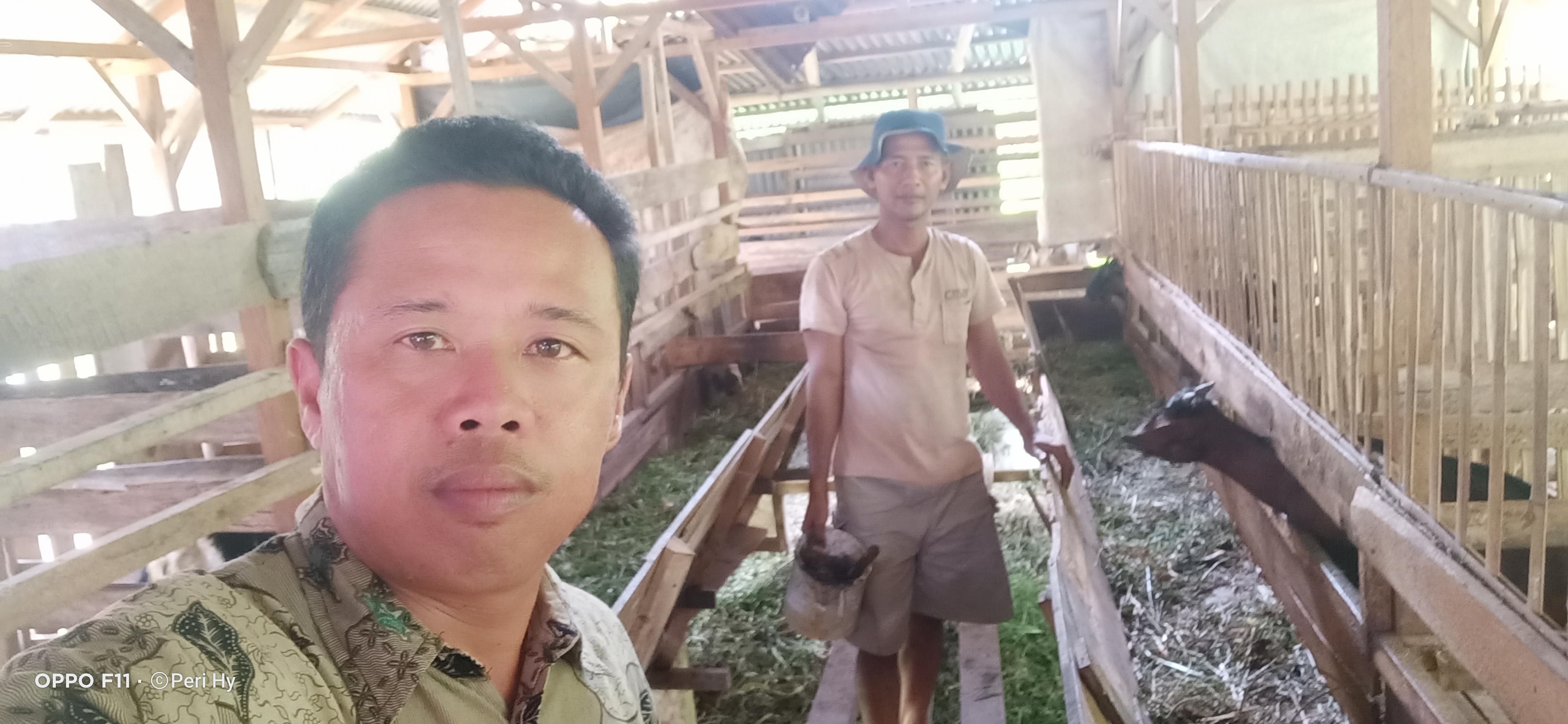 Pengembangan Usaha Ternak Kambing Lokal 