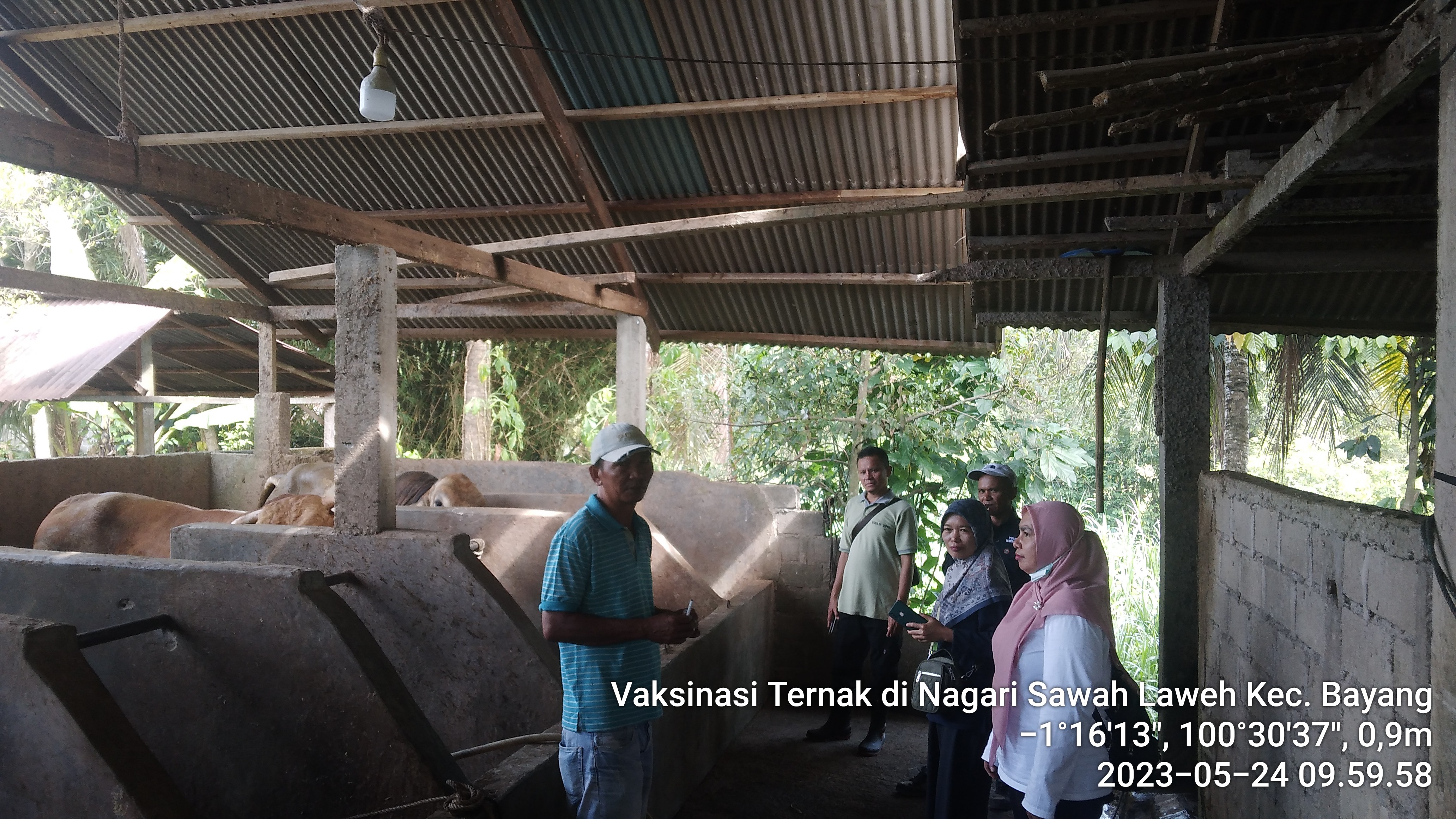 Kecamatan Bayang Siap Menjadi Kawasan Sentra Produksi Ternak