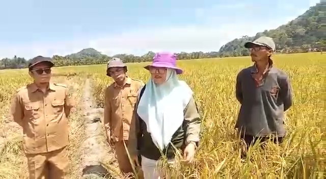 KABID TPH  DAN PBT KUNJUNGI POKTAN  PENANGKAR PADI SETIA KAWAN SUTERA