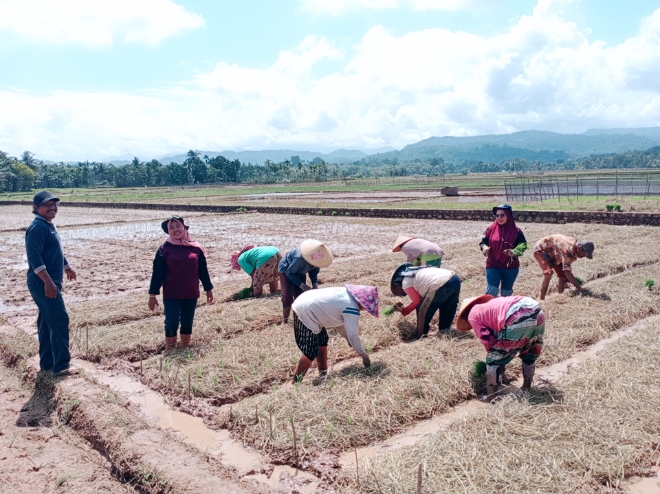 Tanam Padi dengan Manfaat Mulsa Tanpa Olah Tanah (MTOT) 