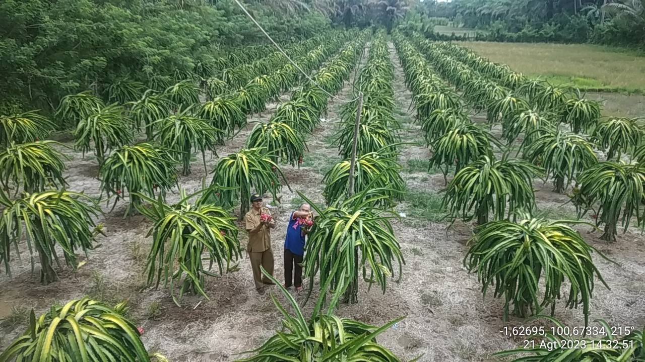 PENYULUH PERTANIAN KECAMATAN SUTERA,  PANTAU DAN DAMPINGI PETANI  BUAH NAGA  KECAMATAN SUTERA