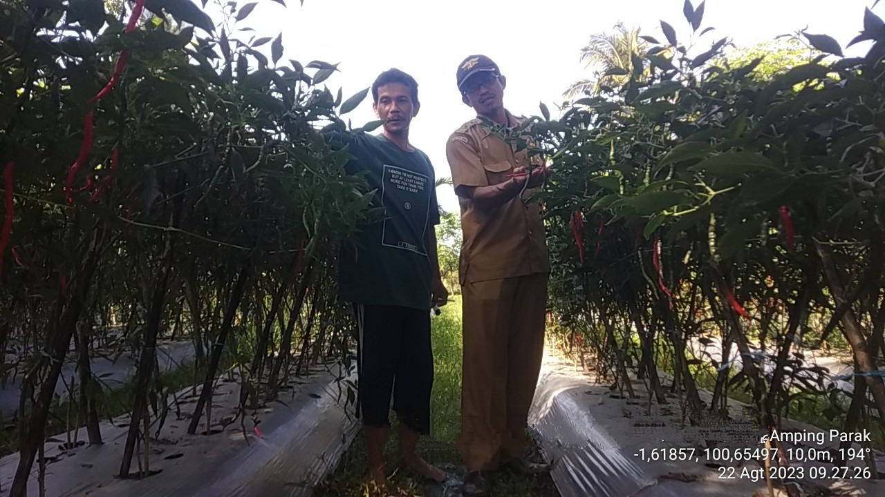 KUNJUNGAN DAN PENDAMPINGAN PPL, BERPERAN AKTIF TINGKATKAN PENGETAHUAN PETANI CABAI