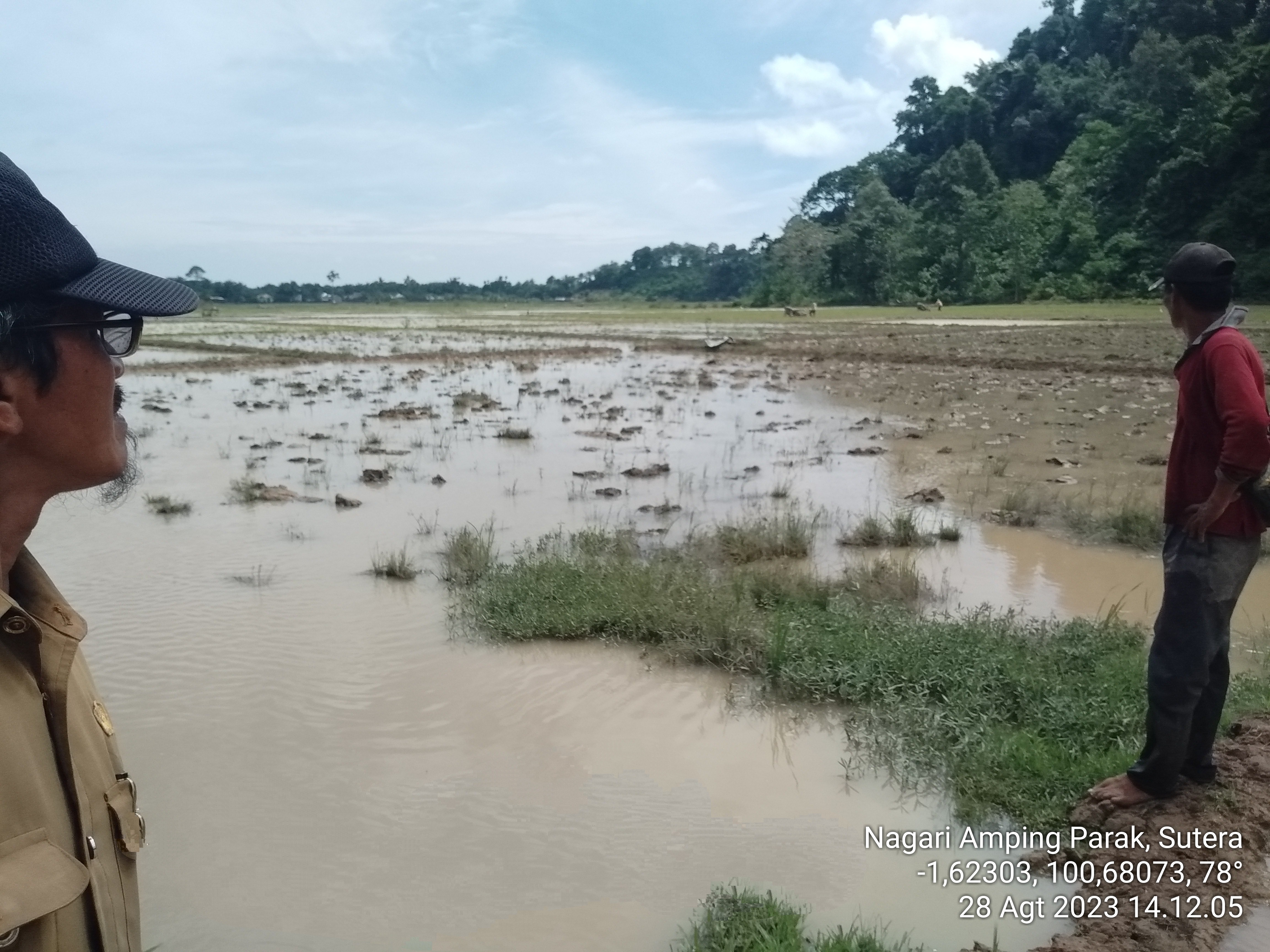 PENYULUH PERTANIAN, UPJA TANDIKEK dan KELOMPOKTANI TANI BERSINERGI LAKUKAN PERCEPATAN TANAM PADI