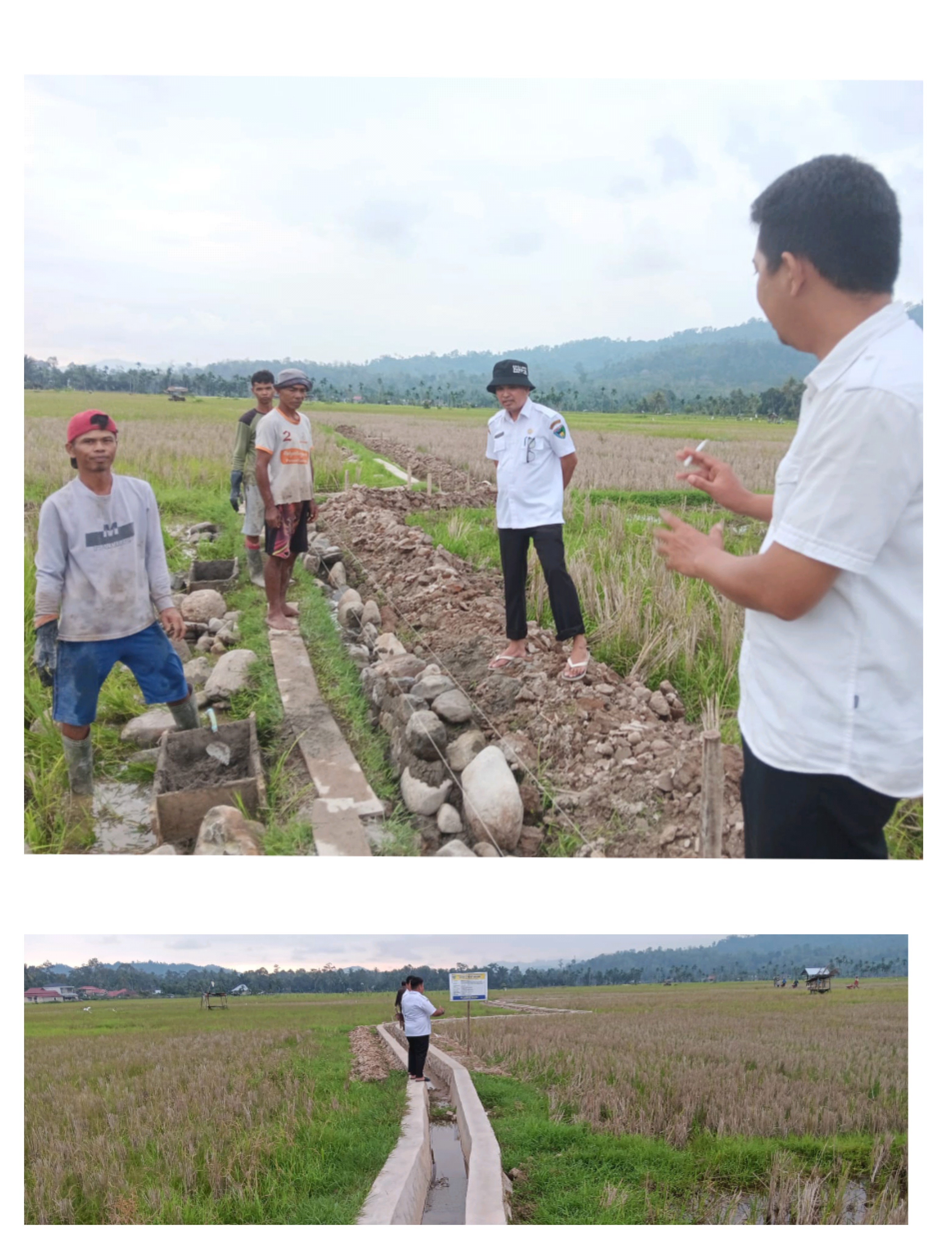 KELOMPOK TANI PINANG SINAWA AKAN BISA MENINGKATKAN INDEKS PERTANAMAN