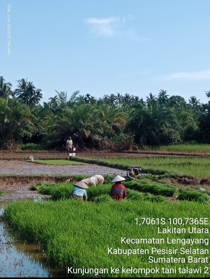 Persiapan tanam padi sawah di kelompok tani Talawi 2