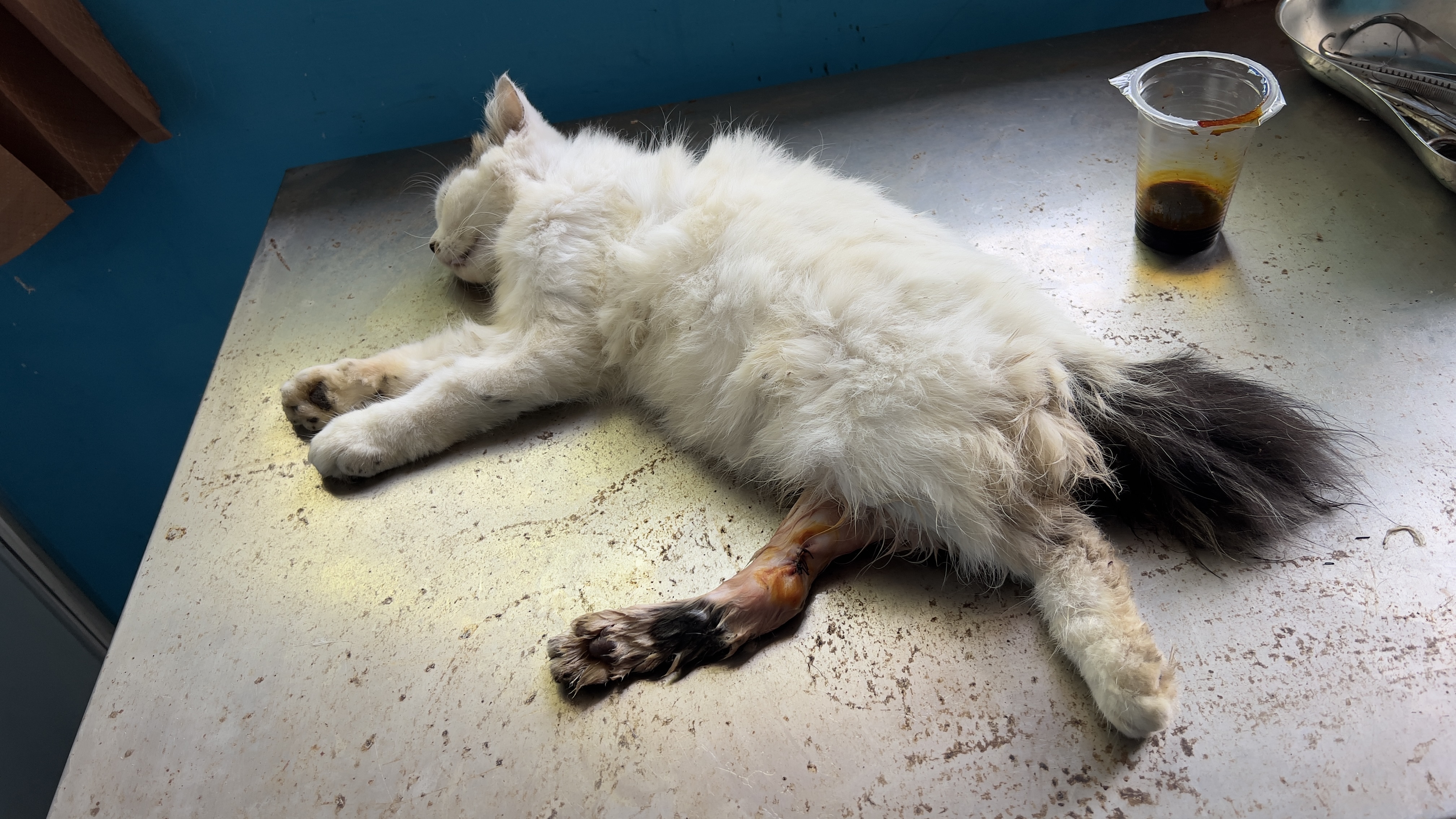 Penanganan pengobatan luka (miasis) pada kucing