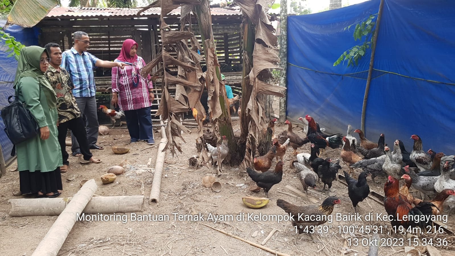 MONITORING BANTUAN TERNAK AYAM DPKH SUMBAR TA.2023 DI KELOMPOK KACANG BAIRIK KEC.LENGAYANG