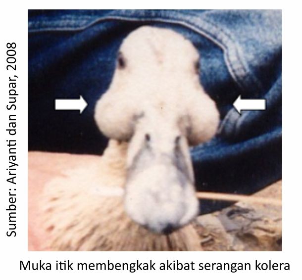 Kenali Penyakit pada Itik dan Pencegahannya