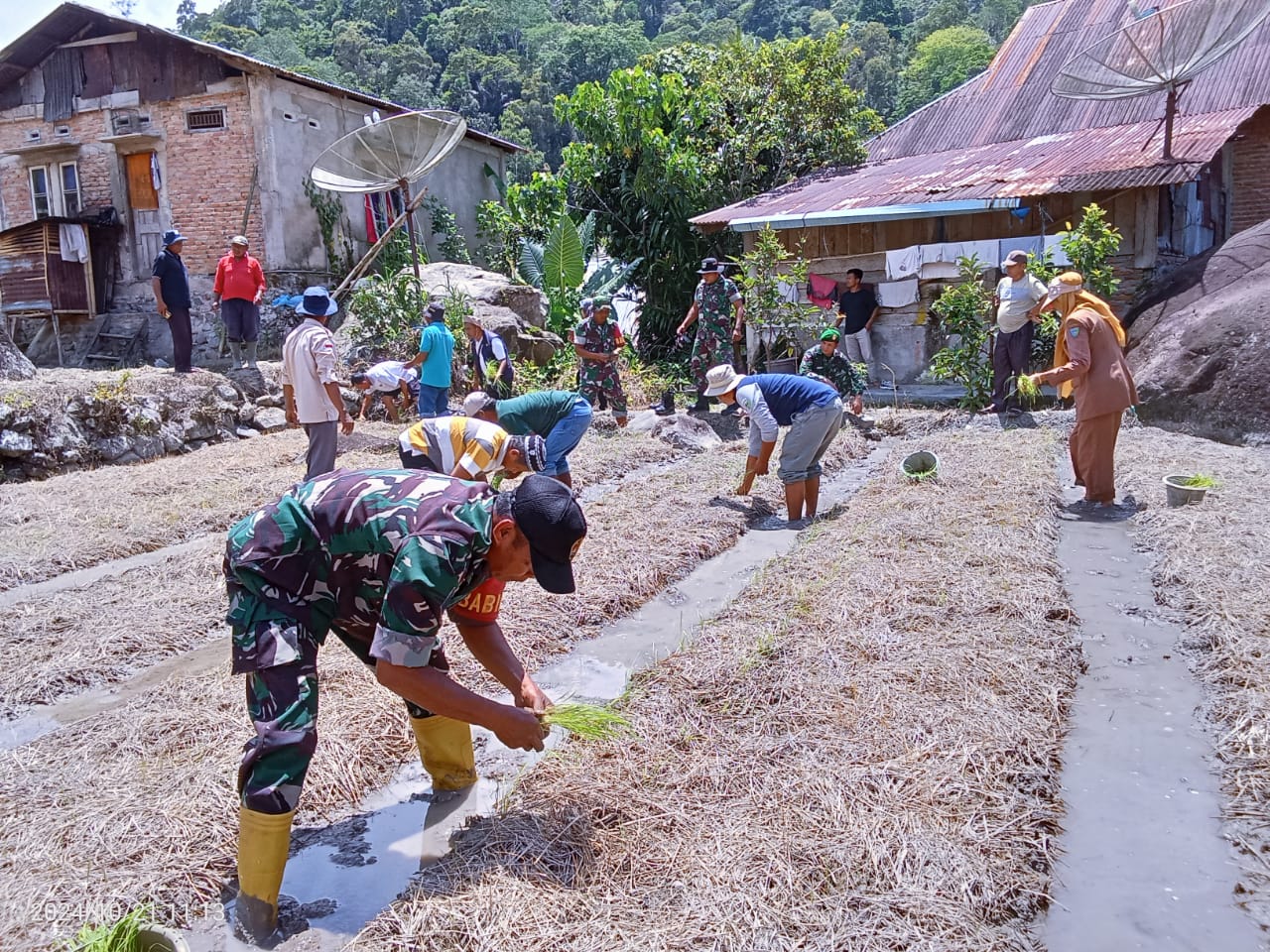 FIELD DAY M-TOT (MULSA TANPA OLAH TANAH)
