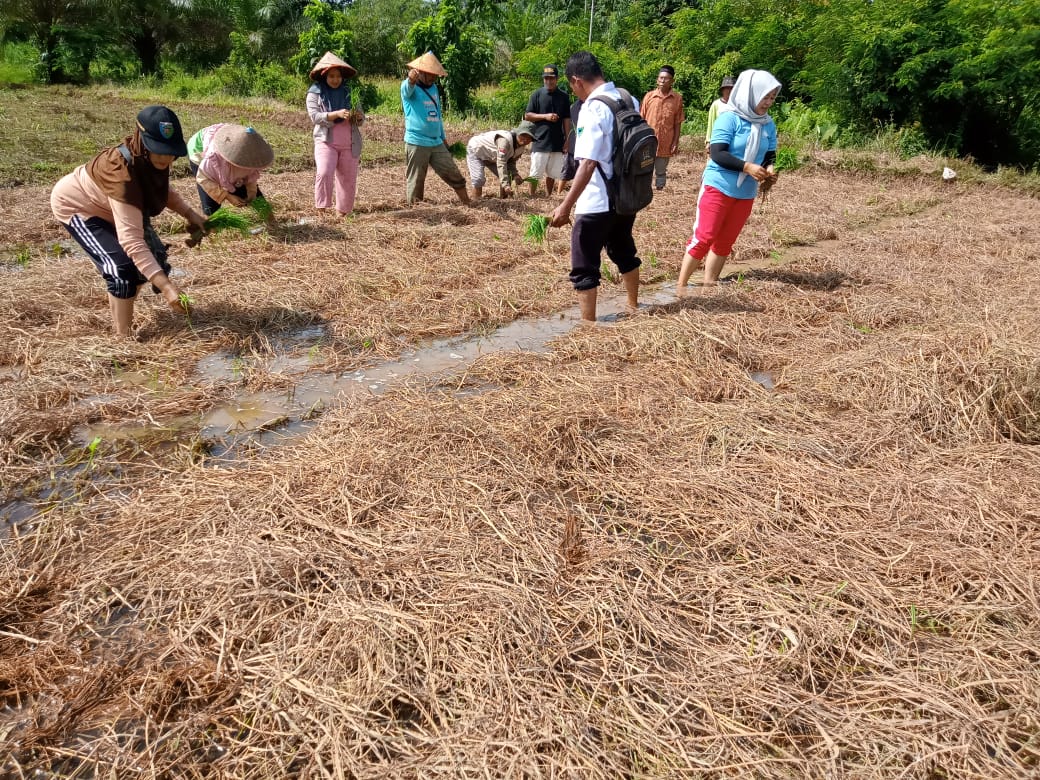 Tanam padi MTOT mulsa tanpa olah tanah pktan genting hilir