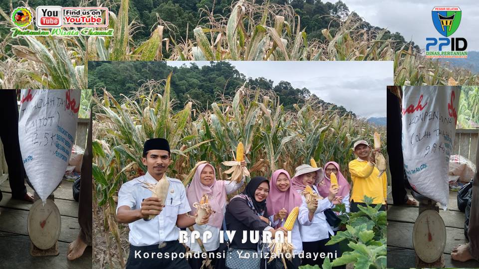 LUAR BIASA, TANAM JAGUNG METODE MULSA TANPA OLAH TANAH (MTOT) HASILKAN 20 TON PER HEKTAR