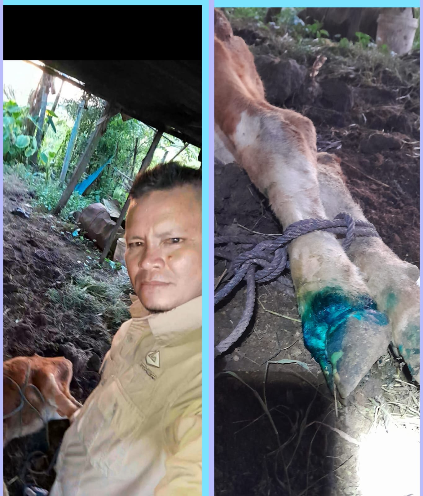 Pengobatan Myasis pada kuku kaki sapi di Pasar baru  Kecamatan Bayang