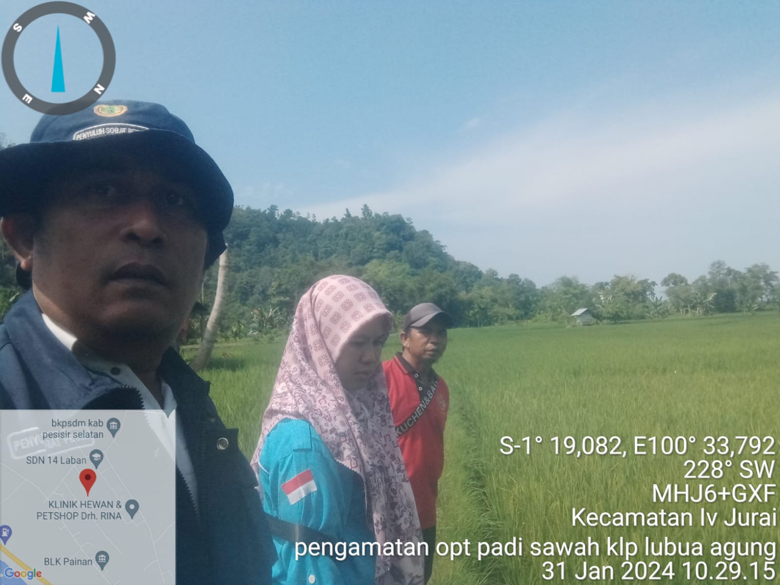 Pengamatan OPT Padi Sawah Di Kelompok Tani Lubuak Agung