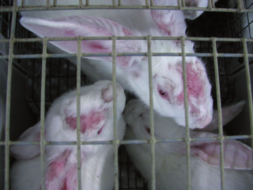 DERMATOFITOSIS PADA KELINCI