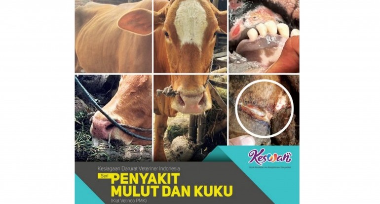 PENYAKIT MULUT DAN KUKU (PMK)