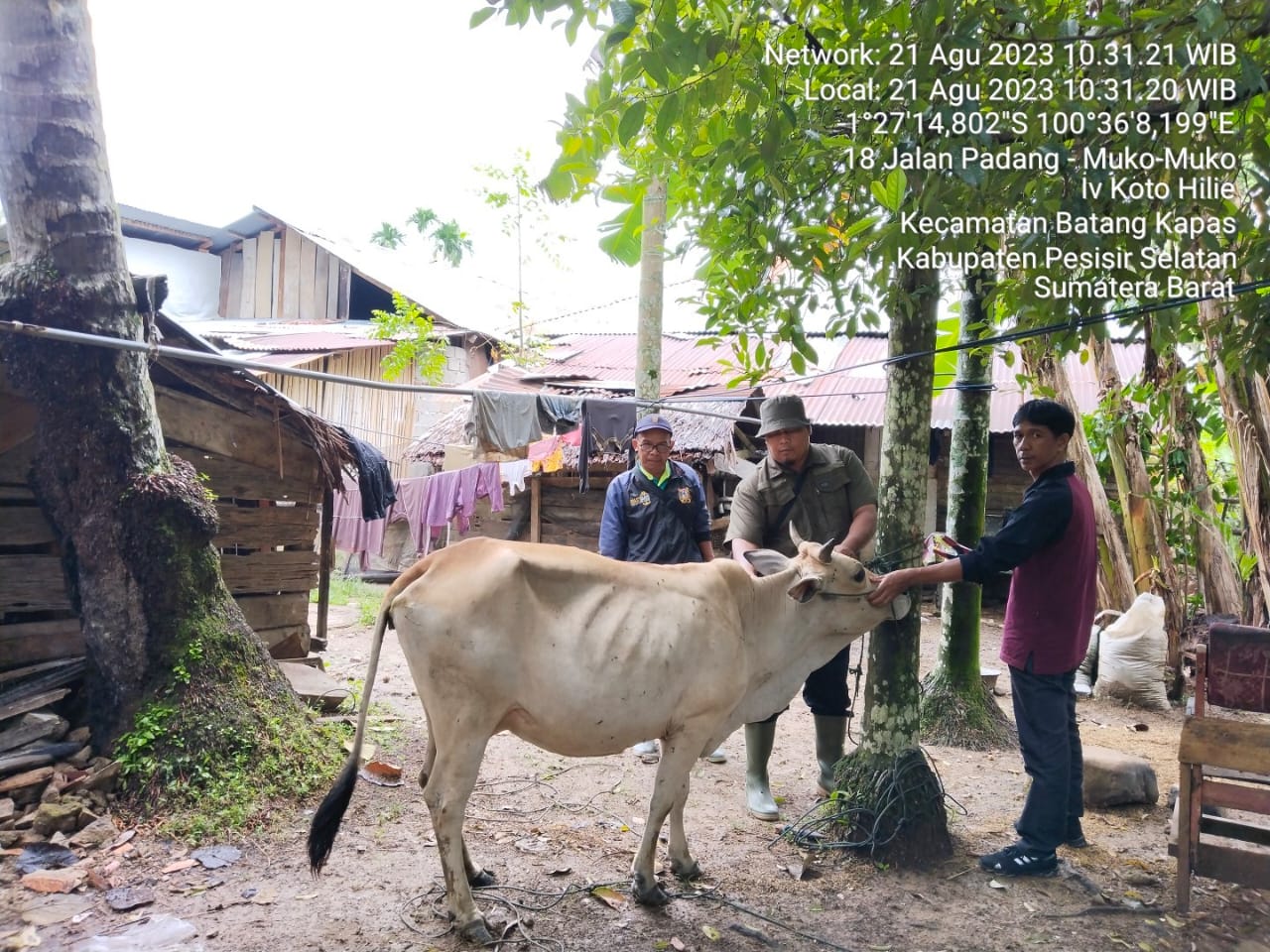 PELAKSANAAN VAKSINASI PMK DAN RABIES DI NAGARI IV KOTO HILIE KEC. BATANG KAPAS