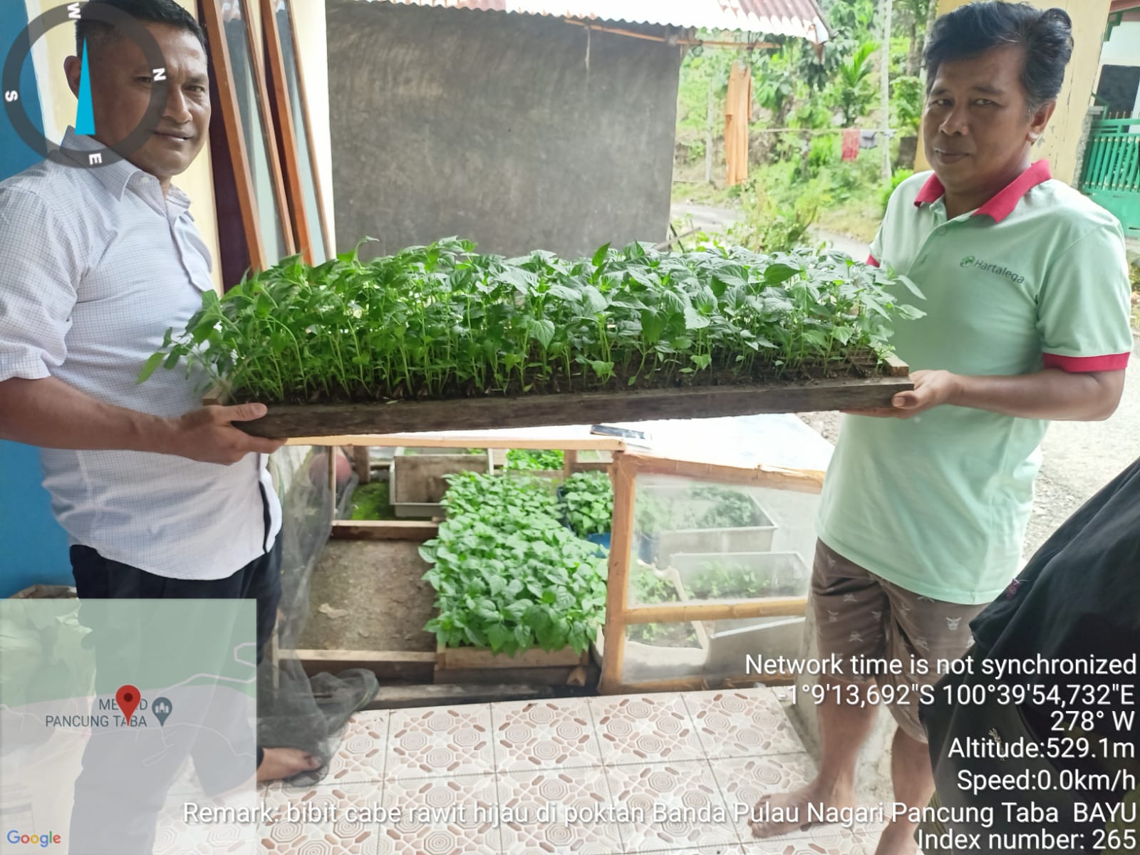 Pembibitan Cabe Rawit Hijau di Kelompok Tani Banda Pulau Nagari Pancung Taba