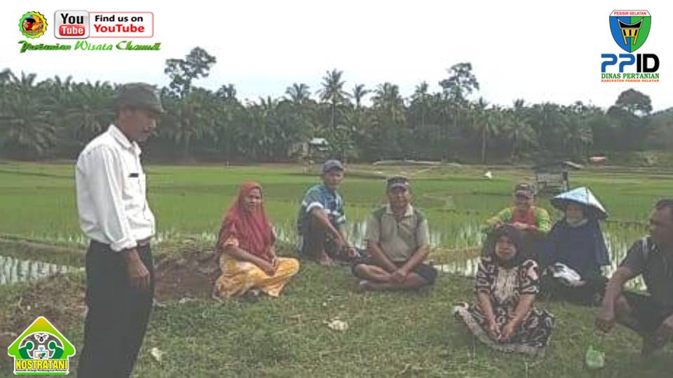 ZARMIADI, PENYULUH WKPP RIAK DANAU LAKSANAKAN REMBUG TANI, CAPAI KESEPAKATAN KELOLA LAHAN PERTANIAN
