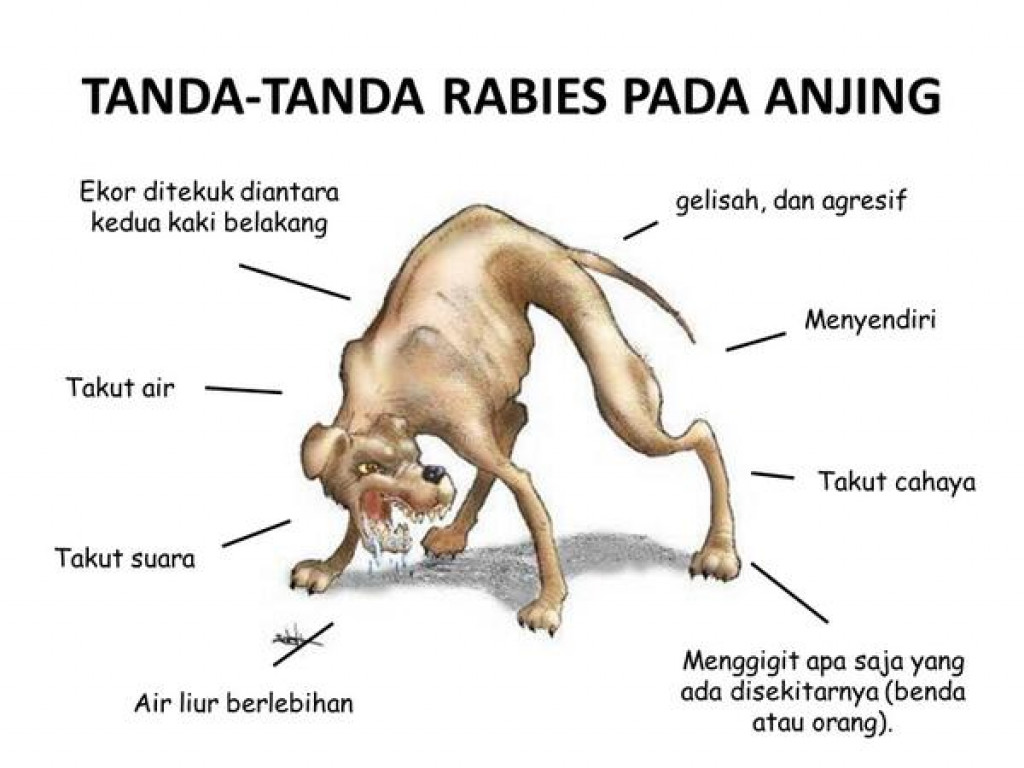 RABIES, PENGERTIAN, PENGOBATAN DAN ANTISIPASI