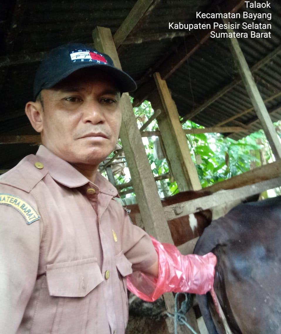 Penanganan Retensio Sekundinae oleh Petugas Keswan Puskeswan Terpadu Tarusan