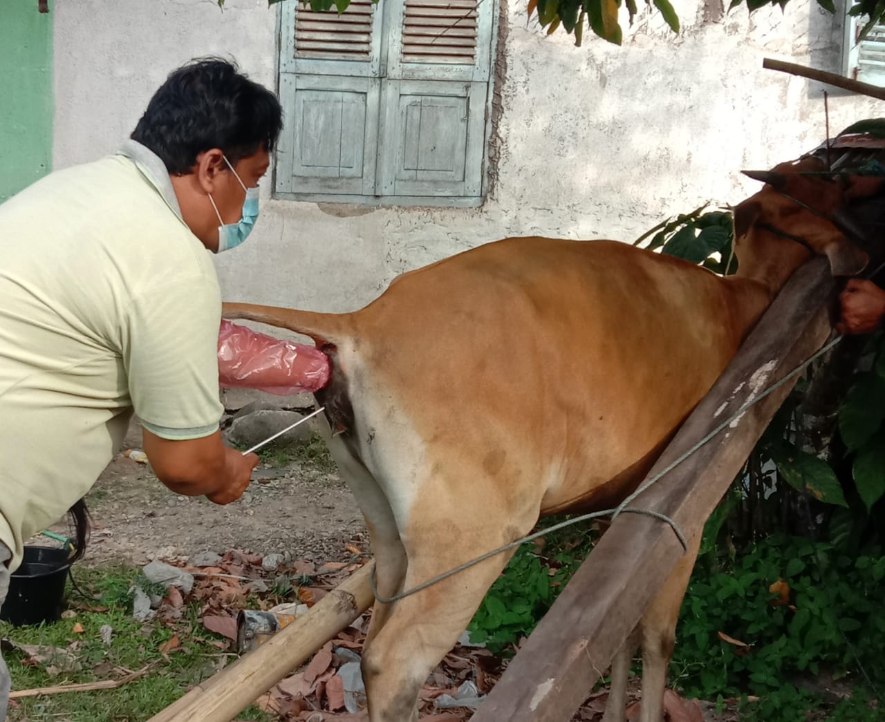 Pelayanan Retensio Plasenta Pada Sapi Pasca Abortus di Nagari Tambang