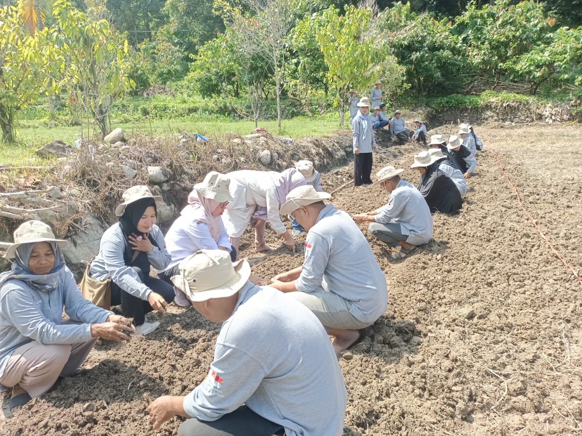 SL PHT Cabe Pertemuan Ke-2 di Kelompok Tani Garabak Kampung Asam Kumbang Nagari Puluik-Puluik Selata