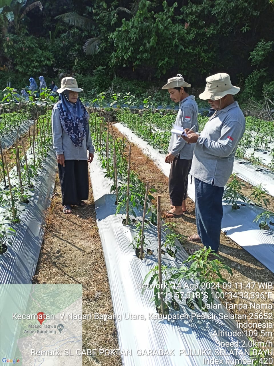 SL PHT Cabe Pertemuan Ke-8 di Kelompok Tani Garabak Kampung Asam Kumbang Nagari Puluik-Puluik Selata