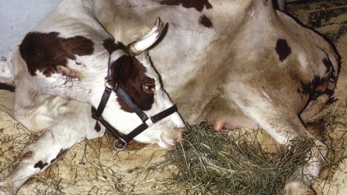 Apa Saja Penyebab Sapi Ambruk dan Penangan serta Pencegahannya!!!