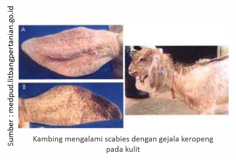 PENYAKIT SKABIES PADA KAMBING