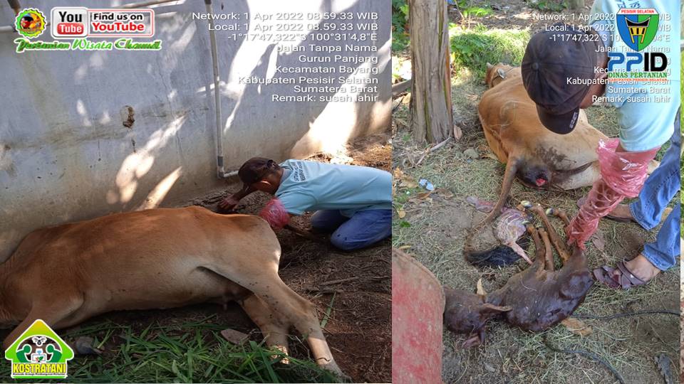 Pelayanan pengobatan hewan ternak masyarakat di nagari gurun panjang kecamatan Bayang