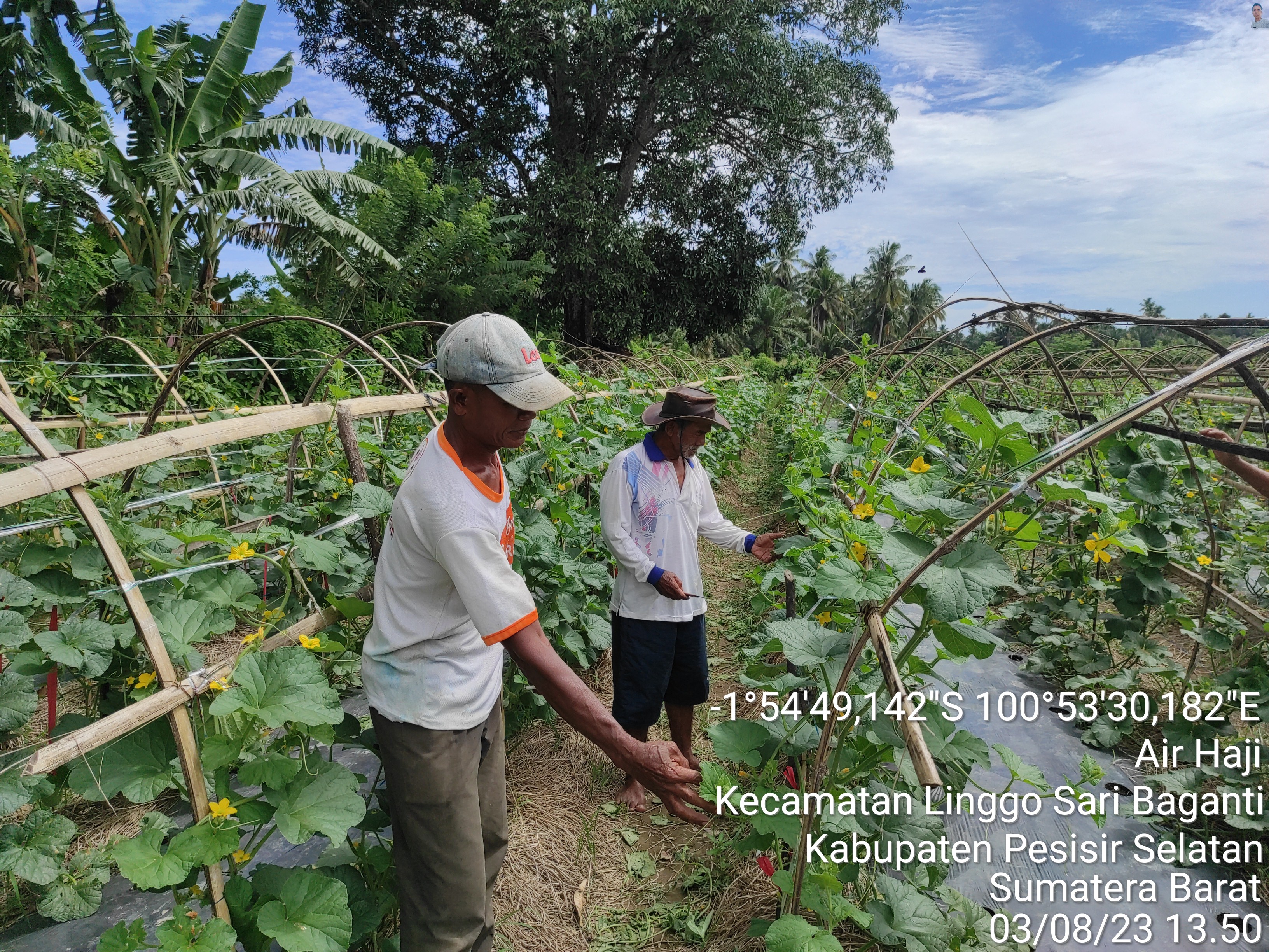 PETANI MELON DARI NAGARI AIR HAJI 