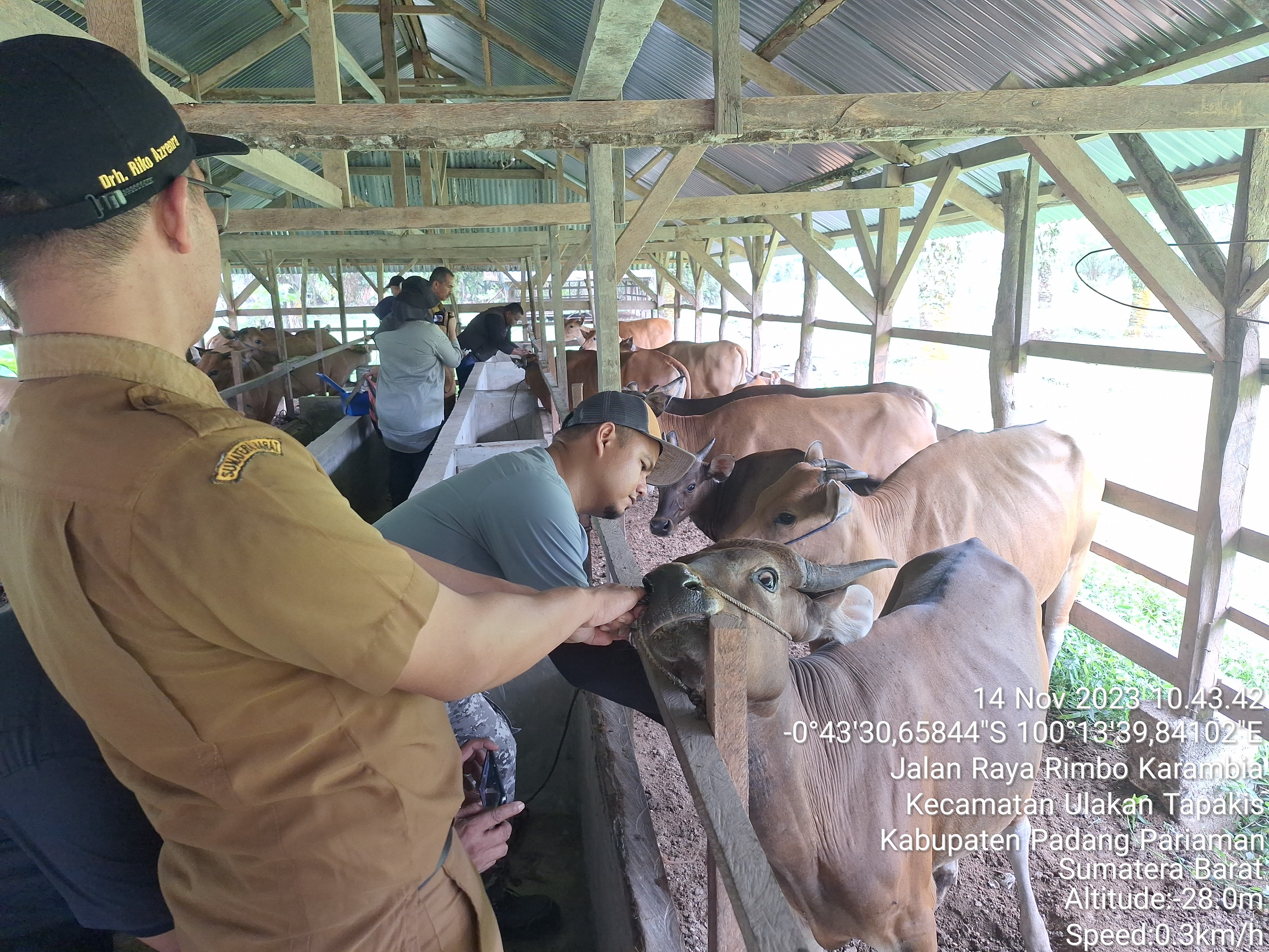 Hewan Apa Saja Sih yang Bisa divaksinasi PMK?