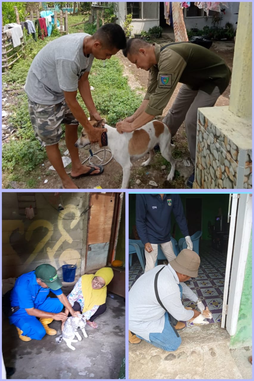  Vaksinasi Rabies di Nagari  Carocok anau Kecamatan Tarusan