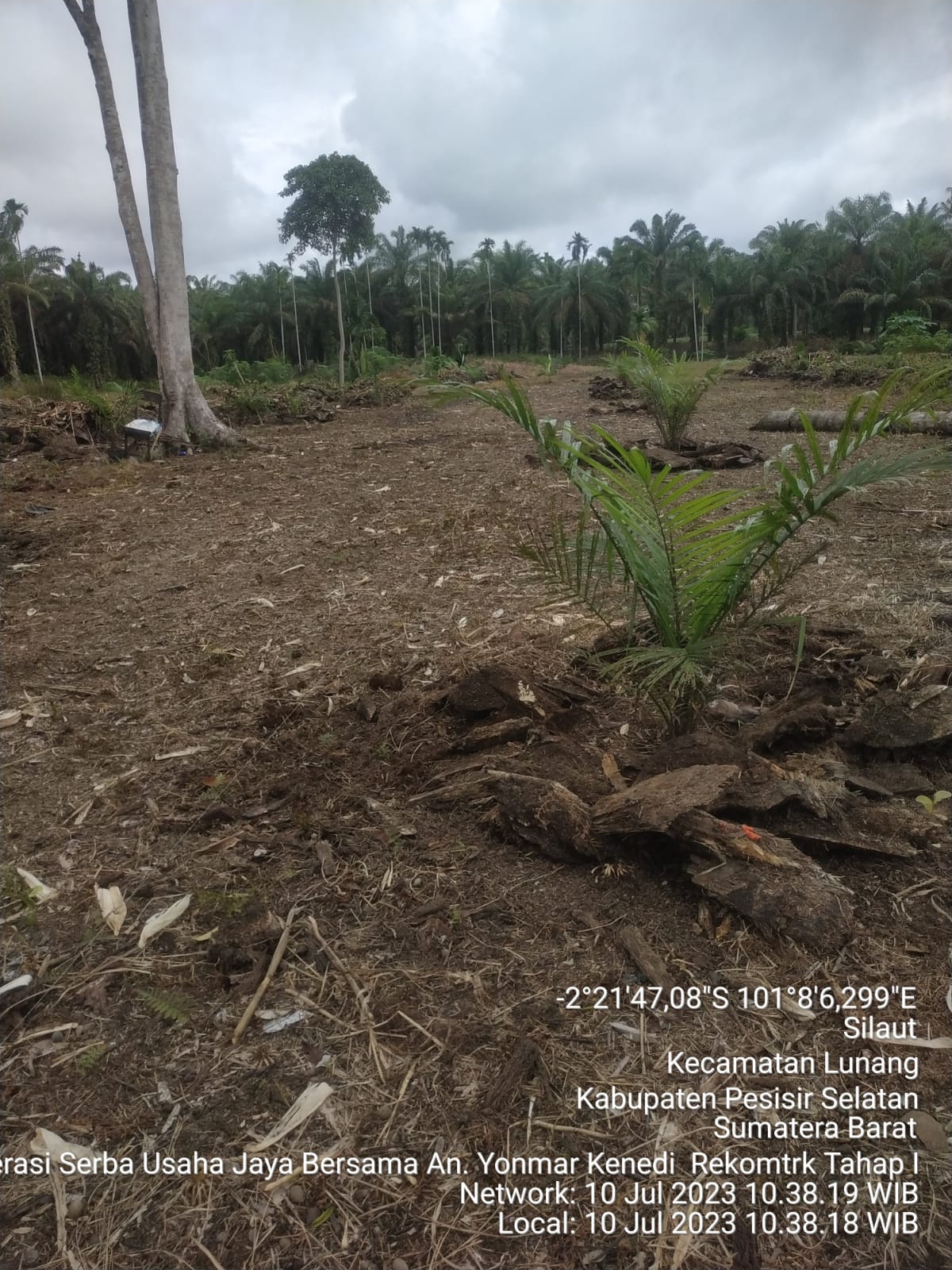 TINJAUAN LAPANGAN PEKEBUN PEREMAJAAN SAWIT RAKYAT KOPERASI SERBA USAHA JAYA BERSAMA SILAUT