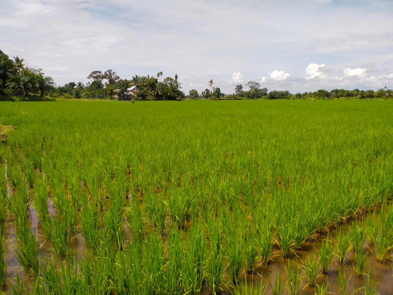 Gerakan Pengendalian OPT di Kec. lengayang