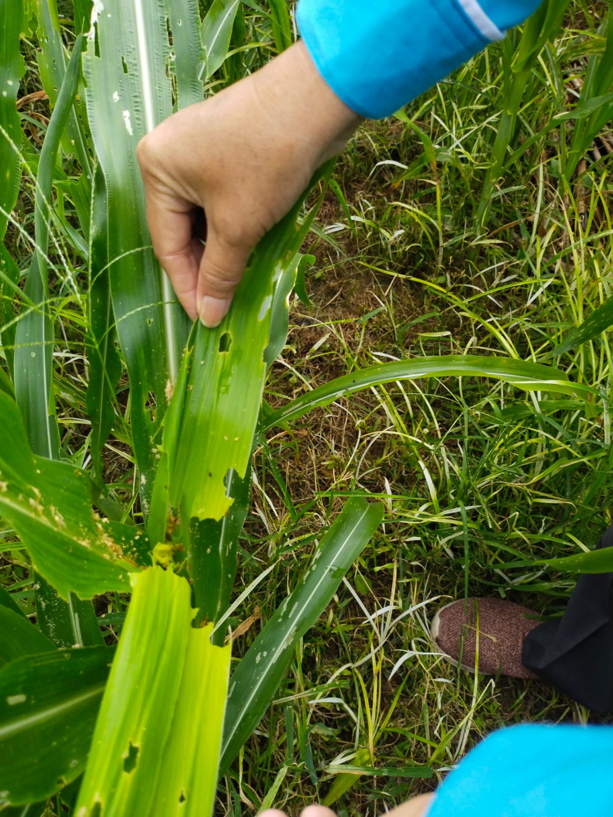 Monitoring dan evaluasi opt  ( ulat grayak) pada tanaman Jagung di Kecamatan Lunang