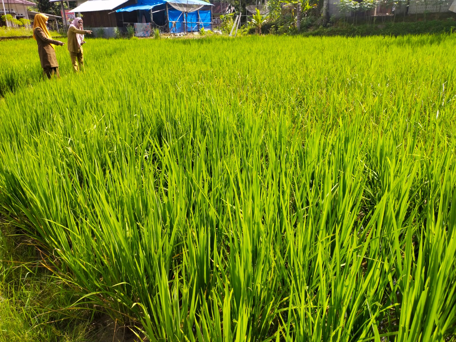 Gerakan Pengendalian OPT di Kec. Sutera