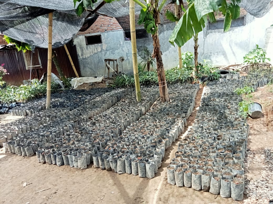 Perbanyakan jengkol varietas bareh dan lokan pessel di Dinas Pertanian TA 2023