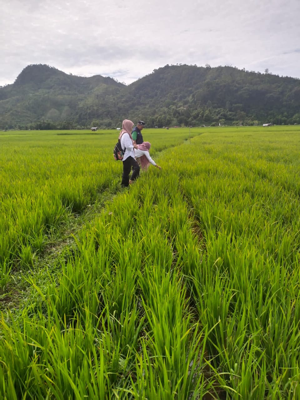 Gerakan Pengendalian OPT (Hawar Daun)