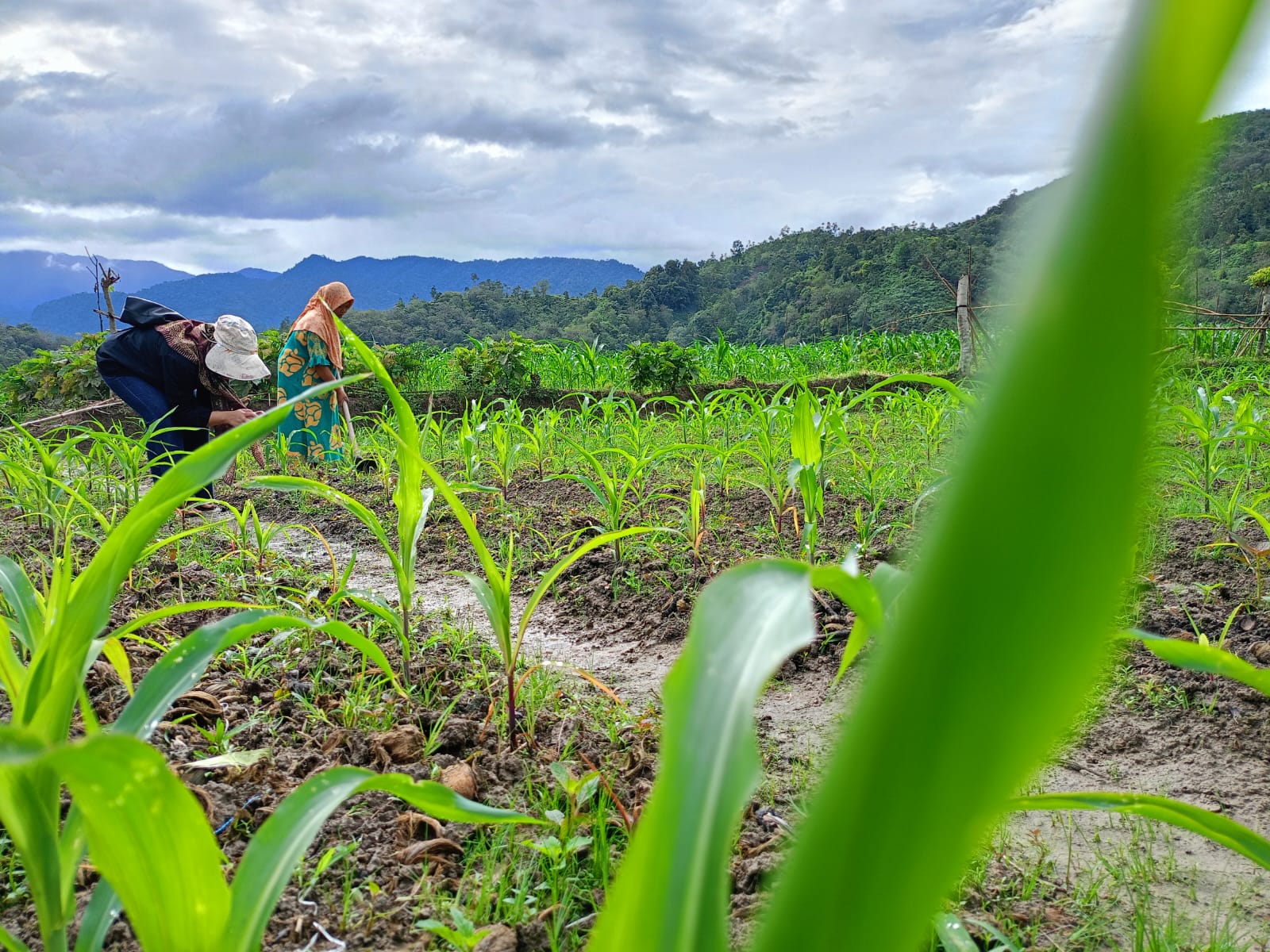 Serangan Hama Ulat Grayak Pada Tanaman Jagung di Nagari Tambang Kecamatan IV Jurai