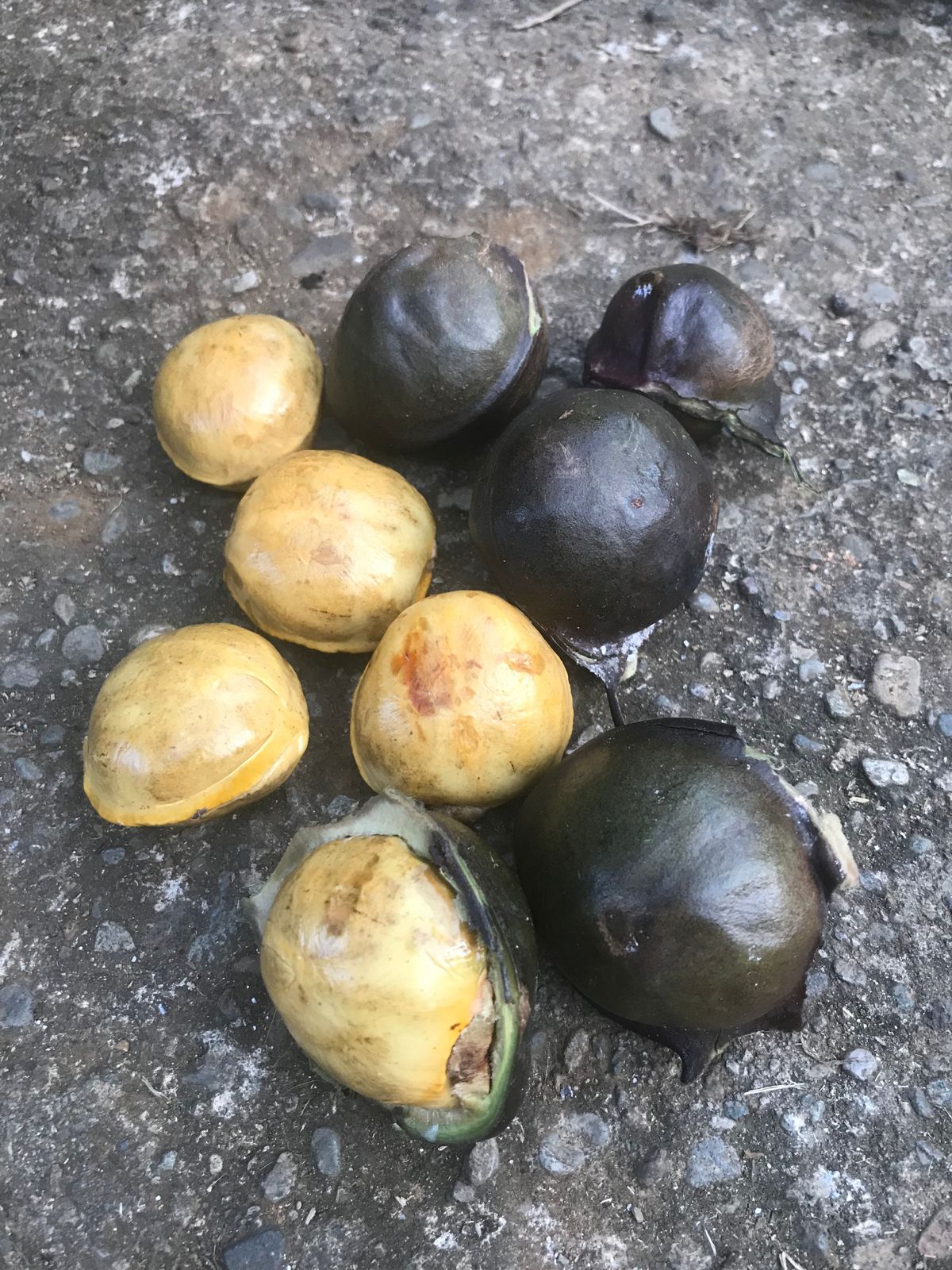 REGISTER KAWASAN JENGKOL UNTUK PELUANG EKSPOR KE ARAB SAUDI DAN JEPANG