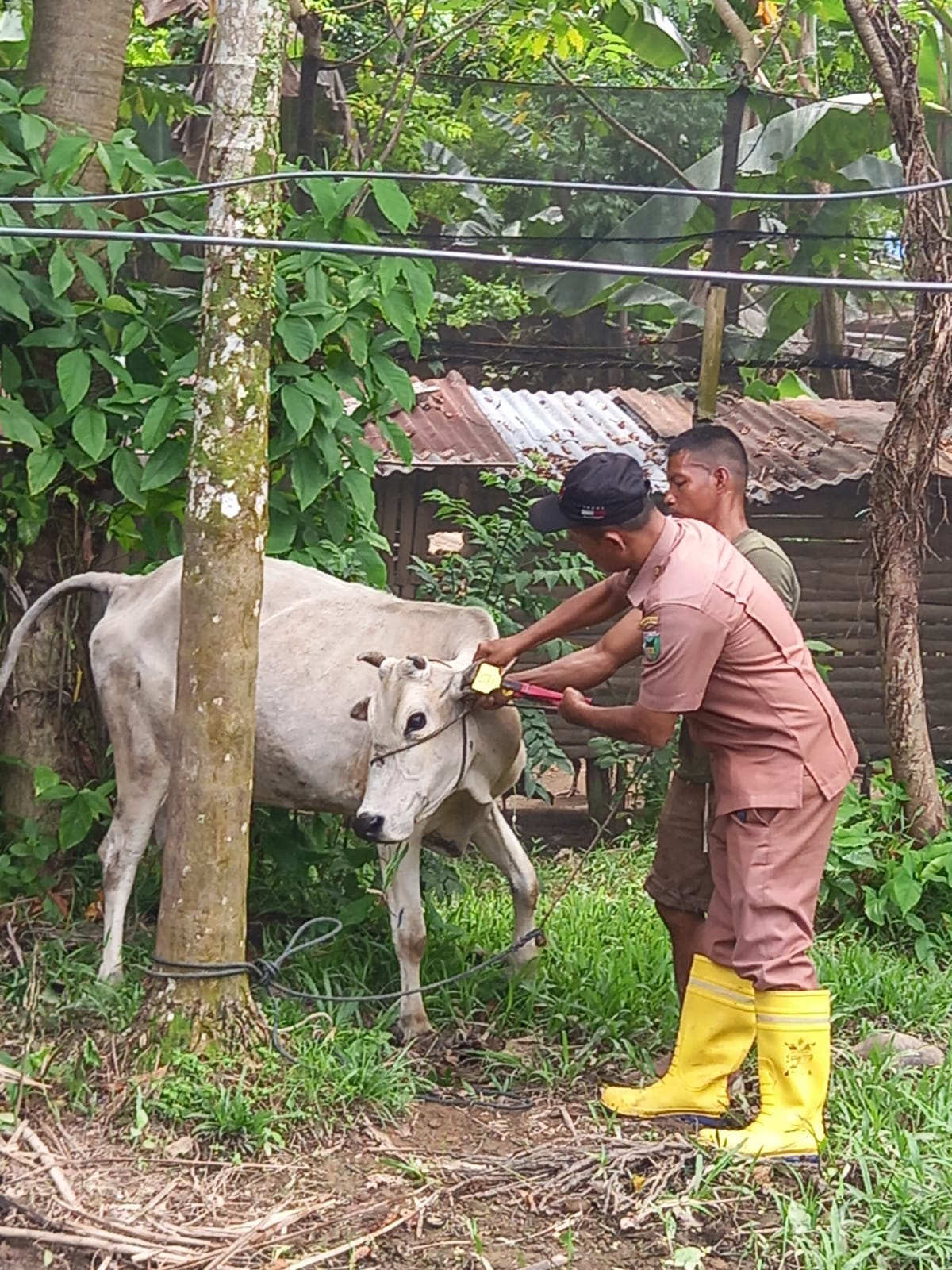 KEGIATAN PENANDAAN DAN PENDATAAN TERNAK DI KECAMATAN BAYANG