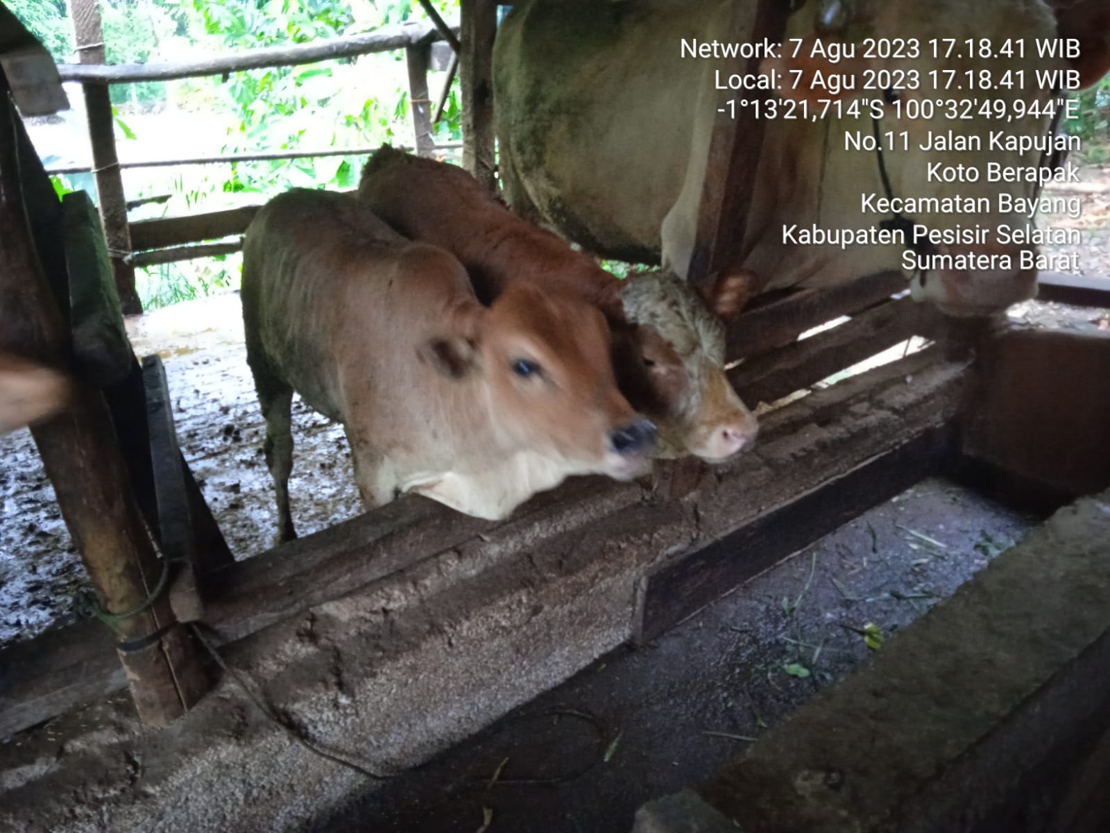 KELAHIRAN ANAK SAPI DI KELOMPOK UPPO BUNGA TANJUNG NAGARI TALAOK BAYANG