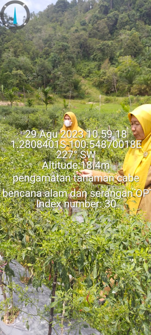 Pengamatan tanaman cabe akibat serangan opt dan bencana alam