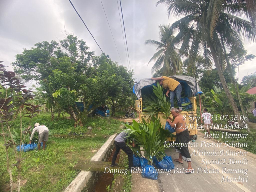 Kelompok Tani Rawang Mandiri Mendapat Bantuan Bibit Pinang Batara 3000 batang Dari Dinas Pertanian K