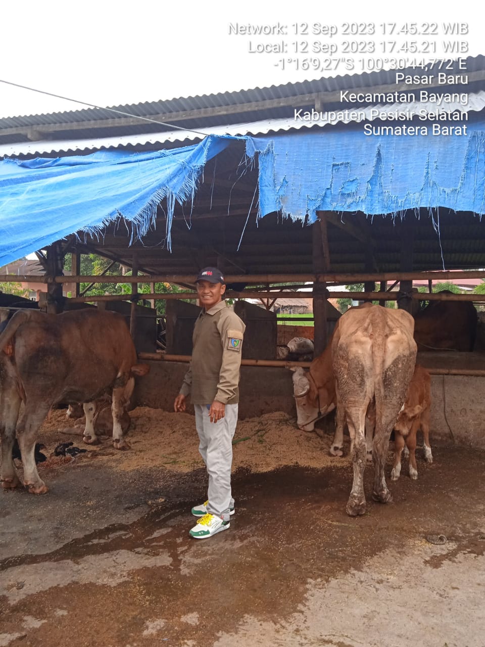 KELAHIRAN DUA ANAK SAPI SIMMENTAL HASIL IB (INSEMINASI BUATAN) DI PASAR BARU BAYANG