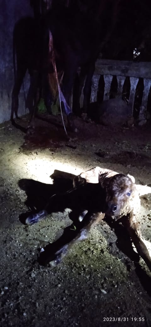 PELAYANAN DISTOKIA PETUGAS KECAMATAN BAYANG DINAGARI KAPEH PANJI JAYA TALAOK 