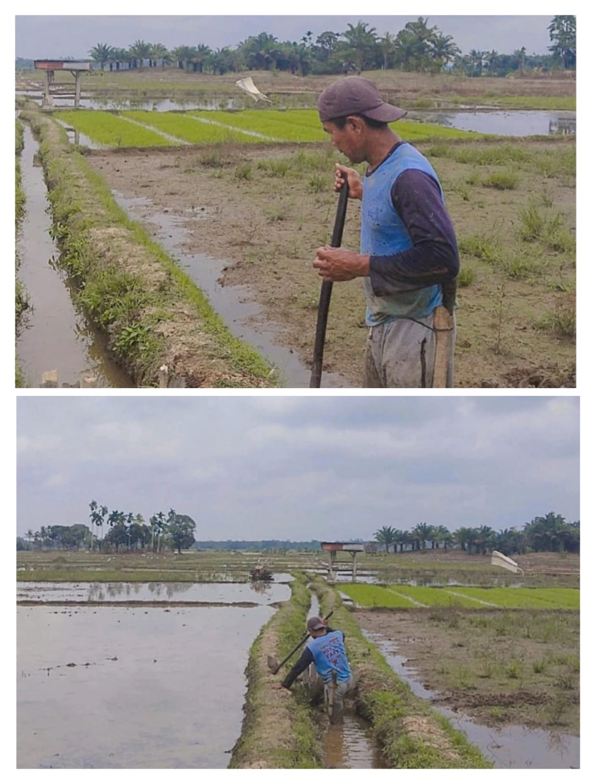 MELAKUKAN CP/CL KELOMPOK PENERIMA ALSINTAN KELOMPOK TANI LEBAK PAKU NAGARI INDERAPURA